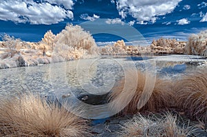 Infrared landscape in false colors of a lake and foliage