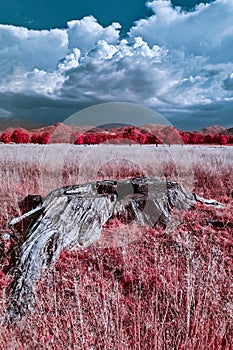 Infrared landscape, storm and dry tree
