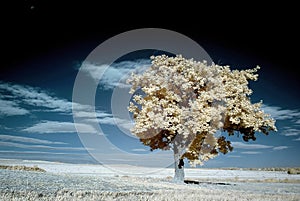 infrared landscape with tree