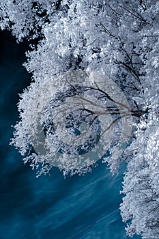Infrared Landscape with White trees and Water