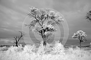 Infrared old tree