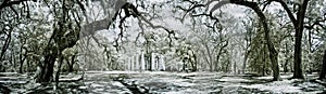 Infrared panorama of old ruin and forest