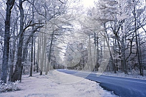 Infared photo of forest road