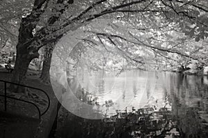 Infrared Photo ofthe Duck Pond at Laurelhurst Park in Portland,