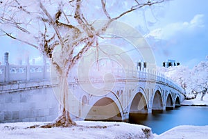 Infrared Photo of Tree and Bridge