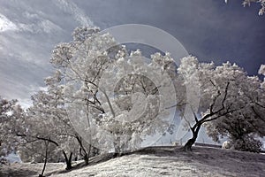 Infrared photo- tree, skies