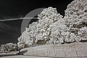 Infrared photo â€“ tree, skies and cloud in the pa