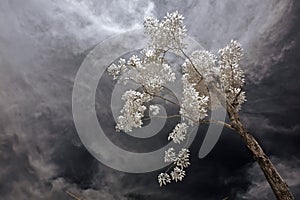 Infrared photo â€“ tree, skies and plant in the pa