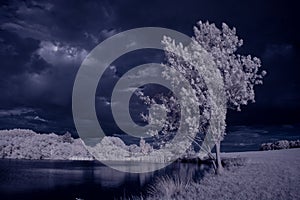 Infrared photography - ir photo of landscape with tree under sky with clouds - the art of our world and plants in the infrared cam