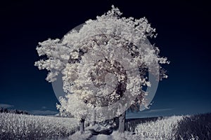 Infrared photography - ir photo of landscape with tree under sky with clouds - the art of our world and plants in the infrared cam