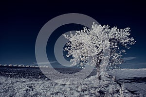 Infrared photography - ir photo of landscape with tree under sky with clouds - the art of our world and plants in the infrared cam