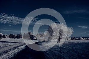 Infrared photography - ir photo of landscape with tree under sky with clouds - the art of our world and plants in the infrared cam