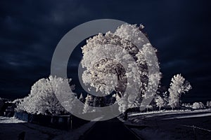 Infrared photography - ir photo of landscape with tree under sky with clouds - the art of our world and plants in the infrared cam