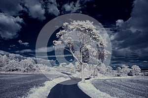 Infrared photography - ir photo of landscape with tree under sky with clouds - the art of our world and plants in the infrared cam