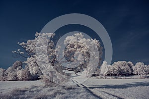 Infrared photography - ir photo of landscape with tree under sky with clouds - the art of our world and plants in the infrared cam