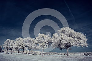 Infrared photography - ir photo of landscape with tree under sky with clouds - the art of our world and plants in the infrared cam