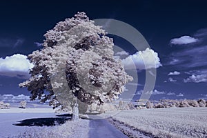 Infrared photography - ir photo of a marijuana leaf on a cannabis farm - hemp field