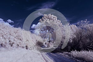 Infrared photography - ir photo of a marijuana leaf on a cannabis farm - hemp field