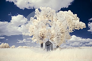 Infrared photography - surreal ir photo of landscape with trees under cloudy sky - the art of our world and plants in the invisibl