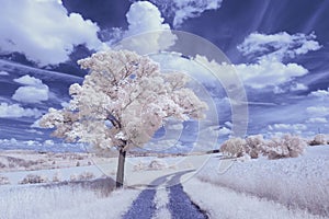 Infrared photography - surreal ir photo of landscape with trees under cloudy sky - the art of our world and plants in the invisibl