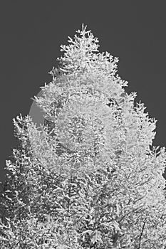 Infrared Pine Tree