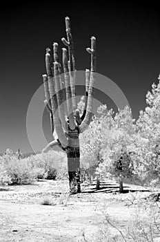 Infrared Saguaro Cactus cereus giganteus Arizona USA photo
