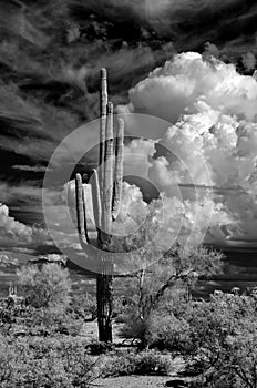 Infrared Saguaro Cactus Sonora Desert Arizona