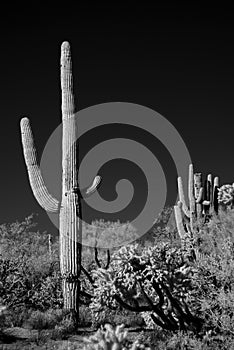 Infrared Saguaro Cactus Sonora desert Arizona