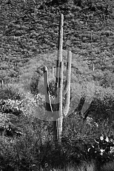 Infrared Saguaro Cactus Sonora desert Arizona