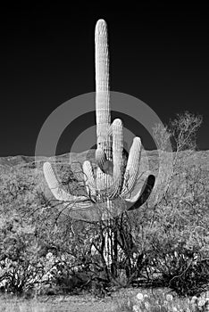 Infrared Saguaro Cactus Sonora desert Arizona