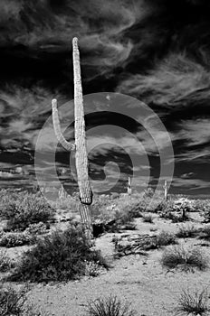 Infrared Saguaro Cactus Sonora desert Arizona