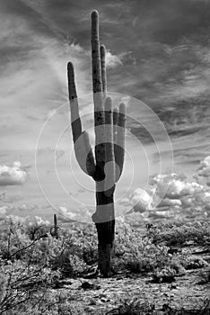 Infrared Saguaro Cactus Sonora desert Arizona