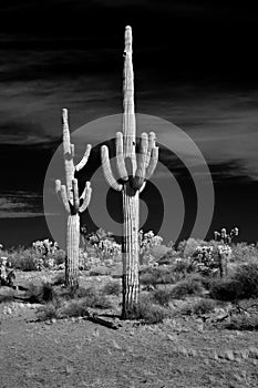 Infrared Saguaro Cactus Sonora desert Arizona