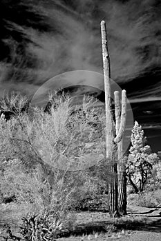 Infrared Saguaro Cactus Sonora desert Arizona