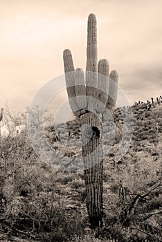 Infrared Saguaro Cactus Sonora desert Arizona Sepia Tone