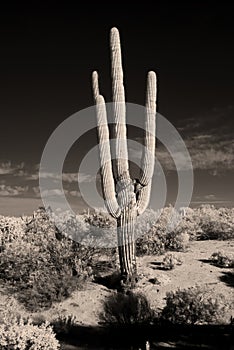 Infrared Saguaro Cactus Sonora desert Arizona Sepia Tone