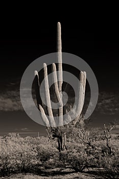 Infrared Saguaro Cactus Sonora desert Arizona Sepia Tone