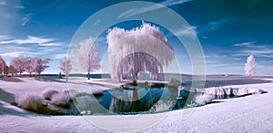 Infrared scene of a pond and trees