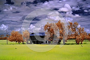 Infrared traditional wooden house in the middle of paddy field