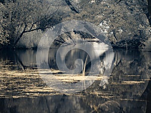 Infrared view at Danube floodplains in Slovakia