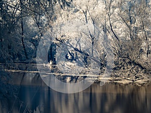 Infrared view at Danube floodplains in Slovakia