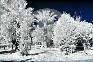 Infrared view of foilage and trees shot with 665 nanometer converted dedicated camera