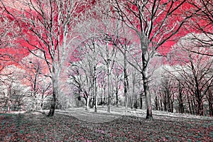 Infrared view of foilage and trees shot with 665 nanometer converted dedicated camera photo