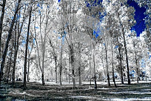 Infrared view of foilage and trees shot with 665 nanometer converted dedicated camera