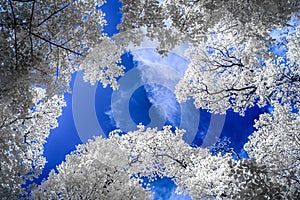 Infrared view of tall trees under blue skies with white clouds photo