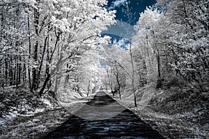 Infrared view of trees along a road under blue skies with white photo