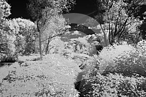 Infrared Willow