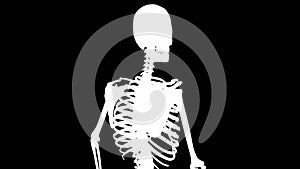 Infraspinatus muscles on skeleton