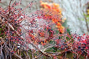 Infructescence of a wild grape tendril