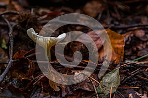 Infundibulicybe geotropa Monk head mushroom fungus in colourful autumn forest